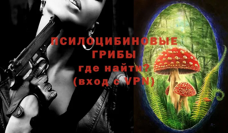 Псилоцибиновые грибы Psilocybe  Боровичи 